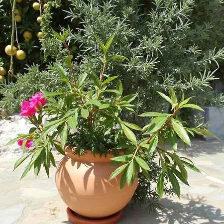 Siesta Gr * Palaiontsiflikion