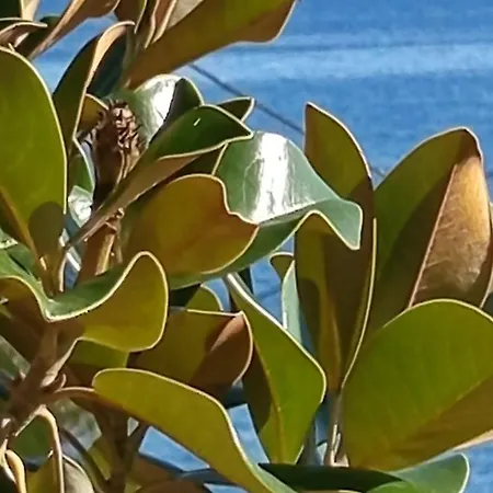 Casa de Férias Siesta Gr PalaiónTsiflíkion